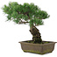 Pinus parviflora, 32,5 cm, ± 20 jaar oud
