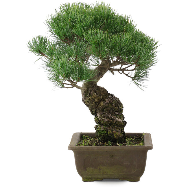 Pinus parviflora, 32,5 cm, ± 20 years old