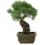 Pinus parviflora, 32,5 cm, ± 20 jaar oud