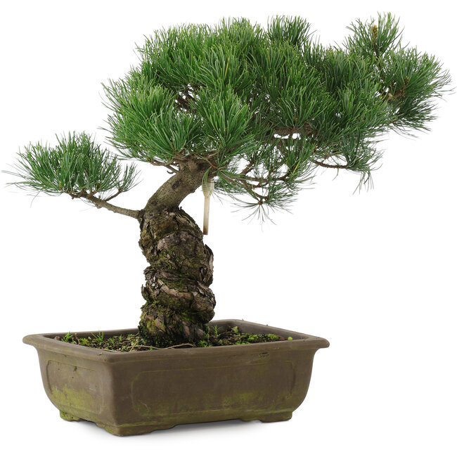 Pinus parviflora, 32,5 cm, ± 20 jaar oud