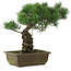 Pinus parviflora, 32,5 cm, ± 20 years old