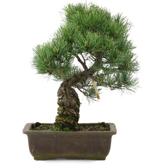 Pinus parviflora, 37 cm, ± 20 años