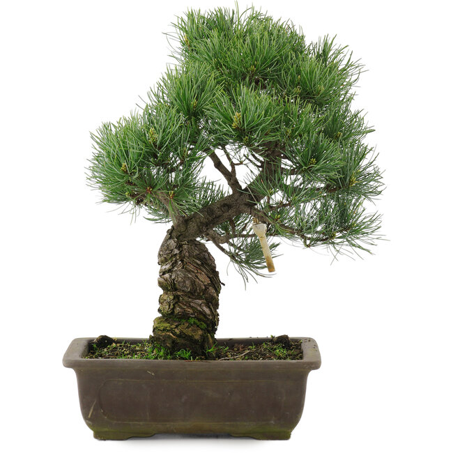 Pinus parviflora, 37 cm, ± 20 años