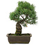 Pinus parviflora, 37 cm, ± 20 jaar oud