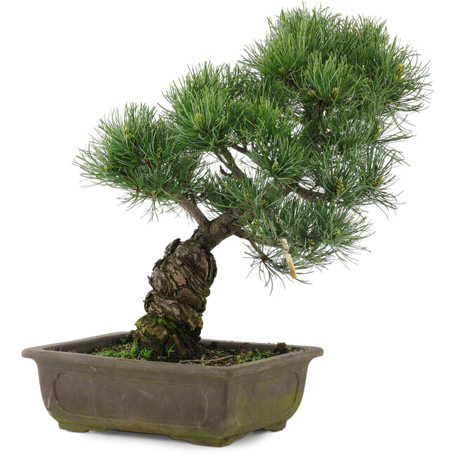 Pinus parviflora, 37 cm, ± 20 years old