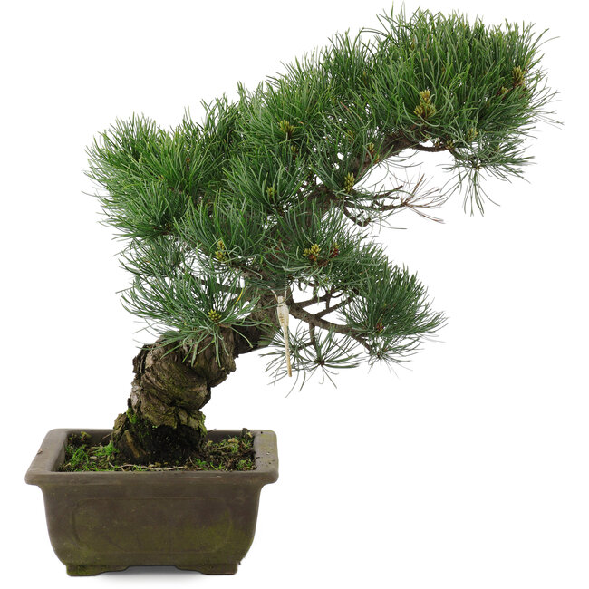 Pinus parviflora, 37 cm, ± 20 jaar oud