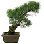 Pinus parviflora, 37 cm, ± 20 years old