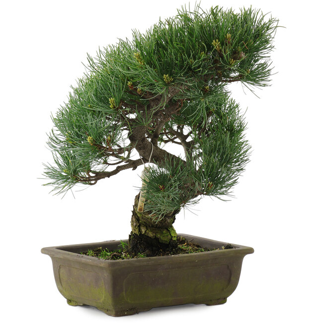 Pinus parviflora, 37 cm, ± 20 jaar oud