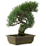 Pinus parviflora, 37 cm, ± 20 years old