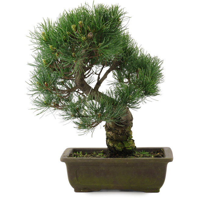 Pinus parviflora, 37 cm, ± 20 años