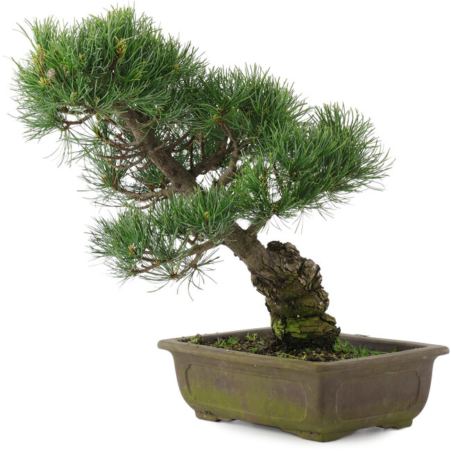 Pinus parviflora, 37 cm, ± 20 años
