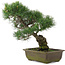 Pinus parviflora, 37 cm, ± 20 jaar oud