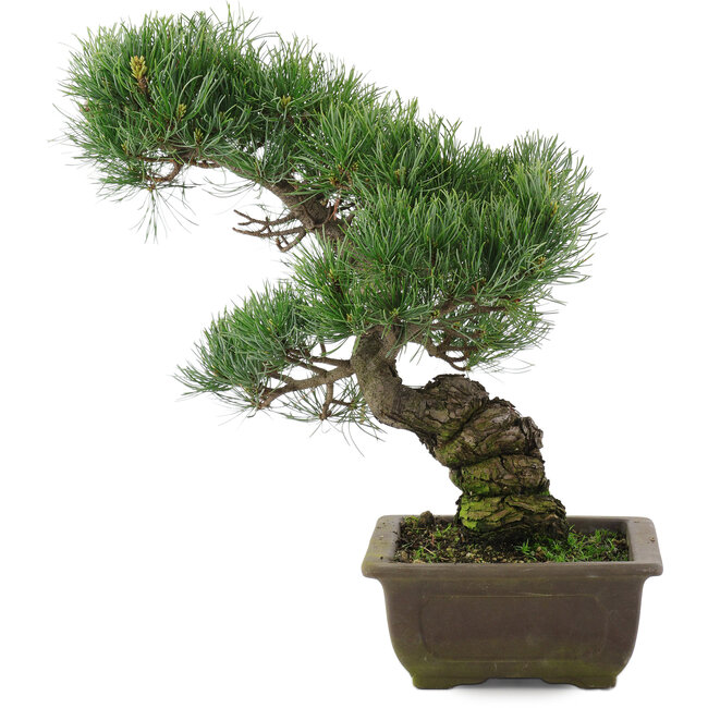 Pinus parviflora, 37 cm, ± 20 anni