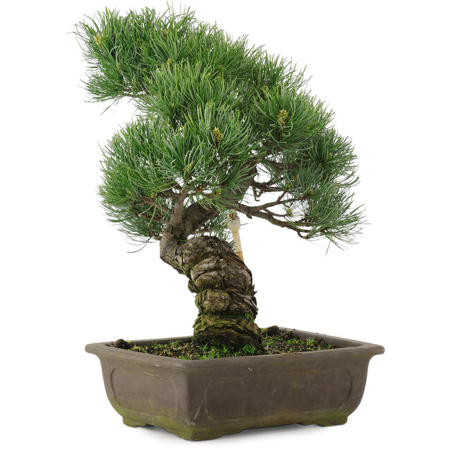 Pinus parviflora, 37 cm, ± 20 ans