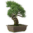 Pinus parviflora, 37 cm, ± 20 years old