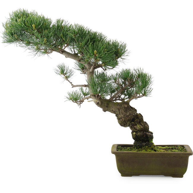 Pinus parviflora, 47 cm, ± 20 jaar oud