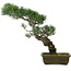 Pinus parviflora, 47 cm, ± 20 jaar oud
