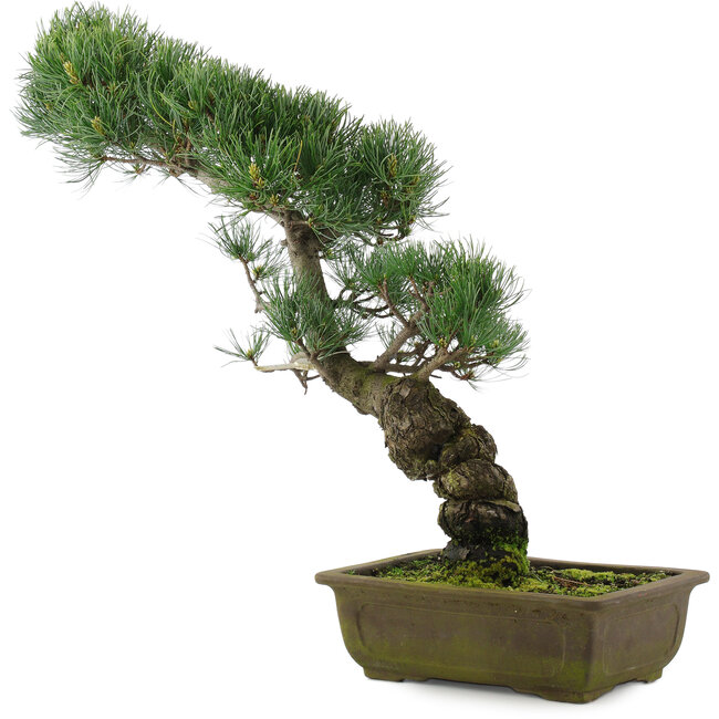 Pinus parviflora, 47 cm, ± 20 anni