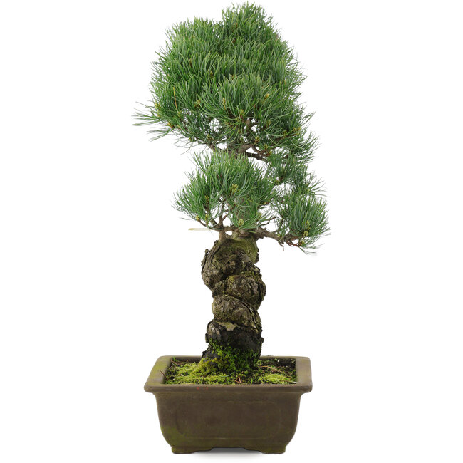 Pinus parviflora, 47 cm, ± 20 ans