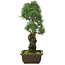 Pinus parviflora, 47 cm, ± 20 years old