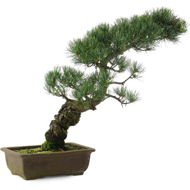 Pinus parviflora, 47 cm, ± 20 años
