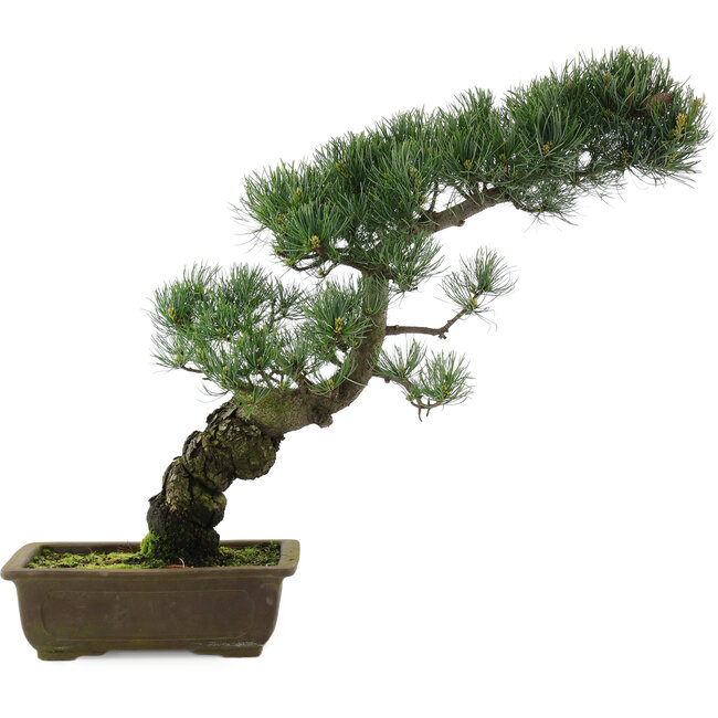 Pinus parviflora, 47 cm, ± 20 years old