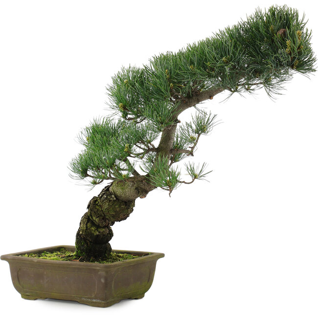 Pinus parviflora, 47 cm, ± 20 años