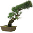 Pinus parviflora, 47 cm, ± 20 jaar oud