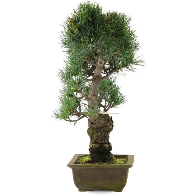 Pinus parviflora, 47 cm, ± 20 anni