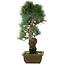 Pinus parviflora, 47 cm, ± 20 jaar oud