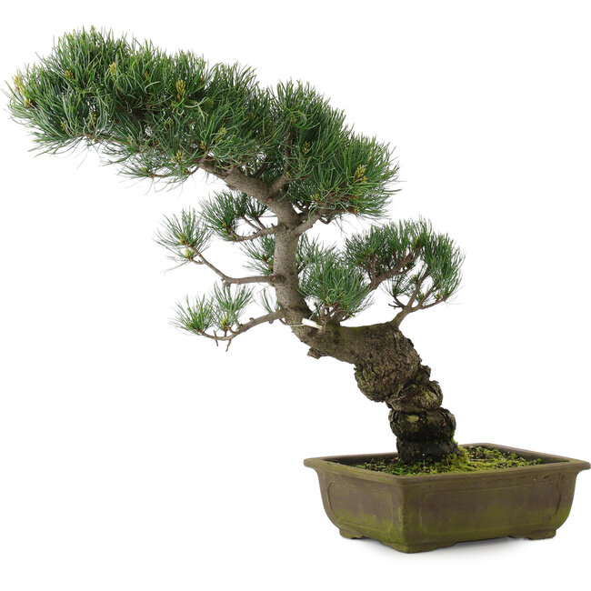 Pinus parviflora, 47 cm, ± 20 jaar oud