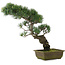 Pinus parviflora, 47 cm, ± 20 jaar oud