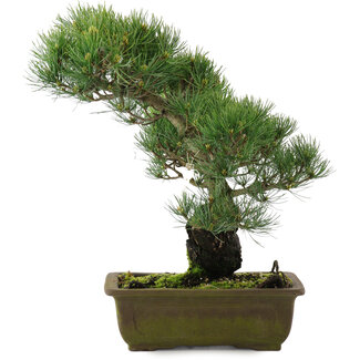 Pinus parviflora, 37 cm, ± 20 years old