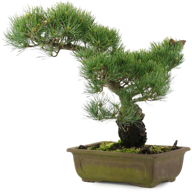Pinus parviflora, 37 cm, ± 20 jaar oud