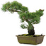 Pinus parviflora, 37 cm, ± 20 jaar oud