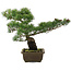 Pinus parviflora, 37 cm, ± 20 jaar oud