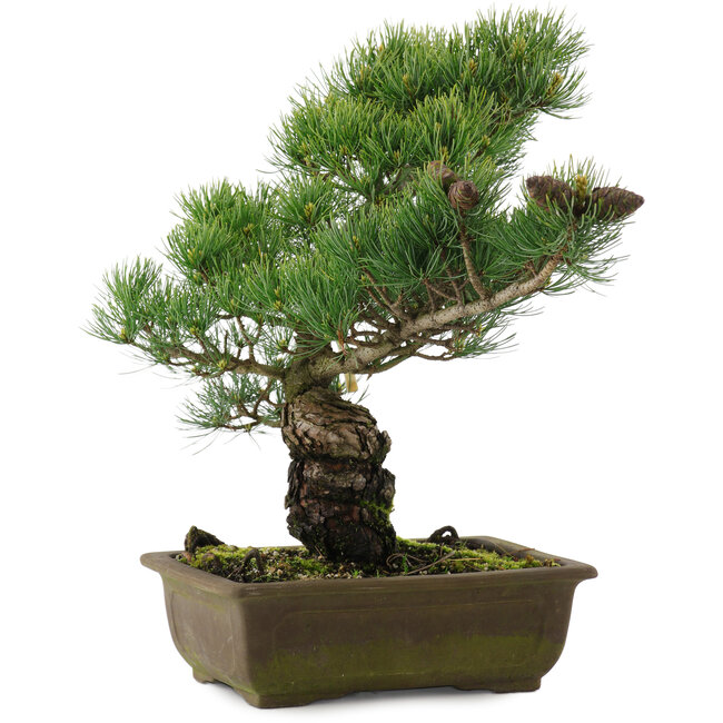 Pinus parviflora, 37 cm, ± 20 anni