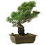 Pinus parviflora, 37 cm, ± 20 years old