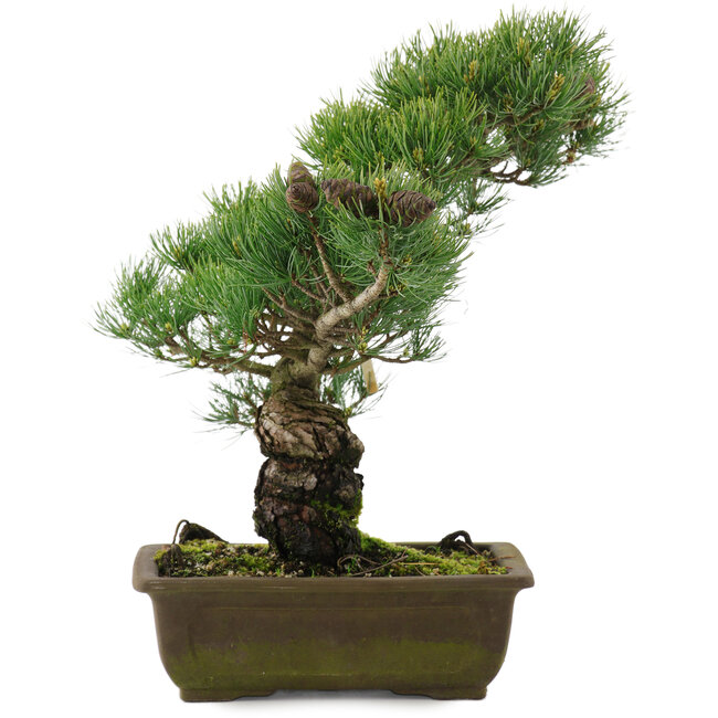 Pinus parviflora, 37 cm, ± 20 years old