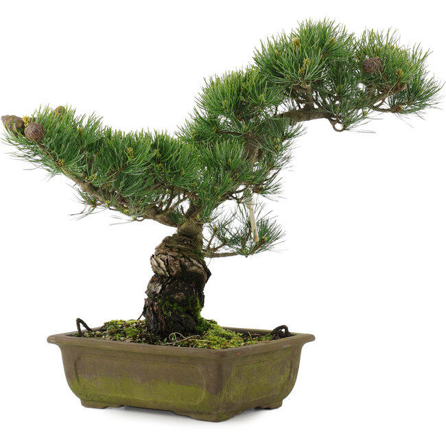 Pinus parviflora, 37 cm, ± 20 ans