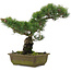 Pinus parviflora, 37 cm, ± 20 jaar oud