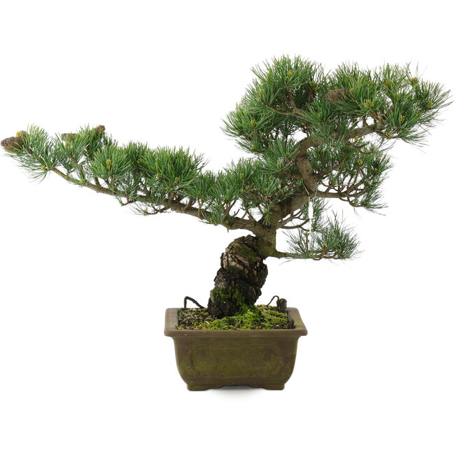 Pinus parviflora, 37 cm, ± 20 ans
