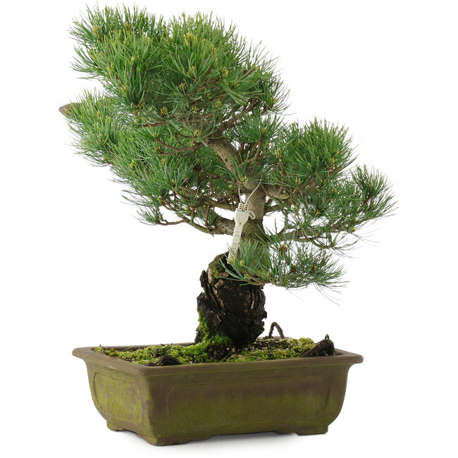 Pinus parviflora, 37 cm, ± 20 años