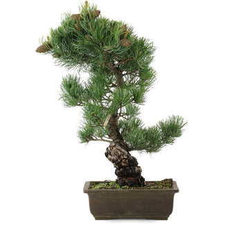 Pinus parviflora, 47,5 cm, ± 20 jaar oud