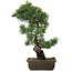 Pinus parviflora, 47,5 cm, ± 20 jaar oud