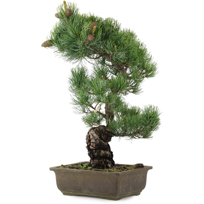 Pinus parviflora, 47,5 cm, ± 20 years old