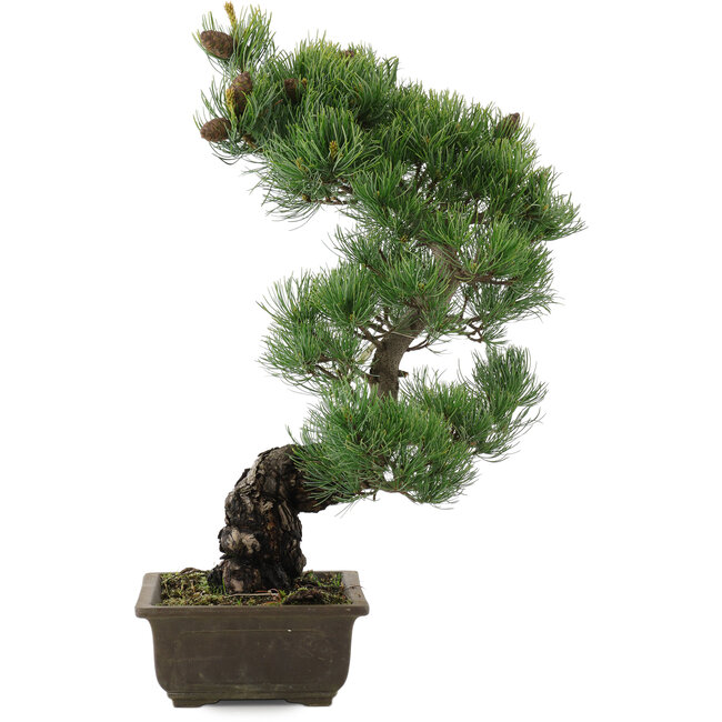 Pinus parviflora, 47,5 cm, ± 20 ans