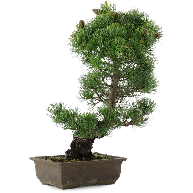 Pinus parviflora, 47,5 cm, ± 20 Jahre alt