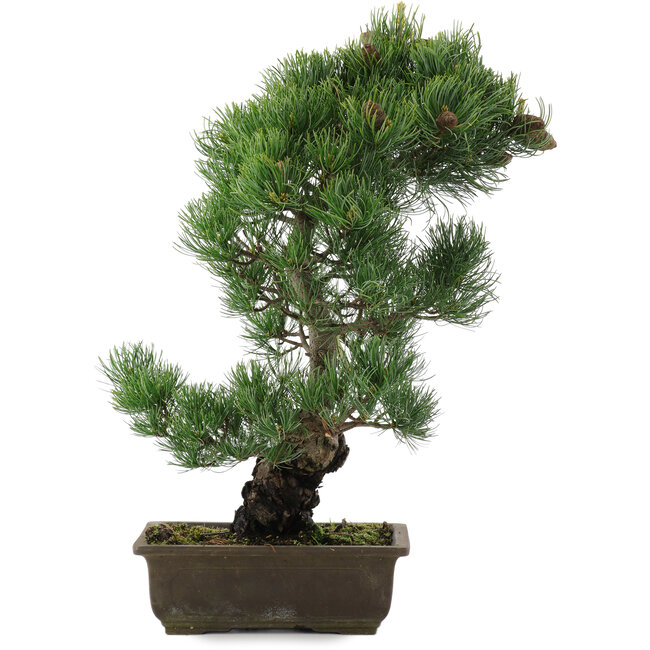 Pinus parviflora, 47,5 cm, ± 20 años
