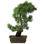Pinus parviflora, 47,5 cm, ± 20 jaar oud